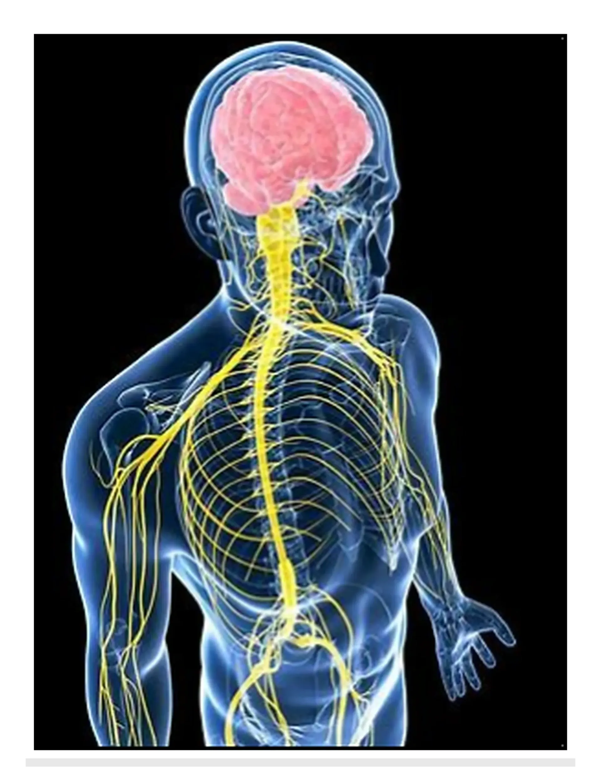 "Side profile of the human nervous system on black — visualizing signal mapping used in quantum neurofeedback and inner alignment."